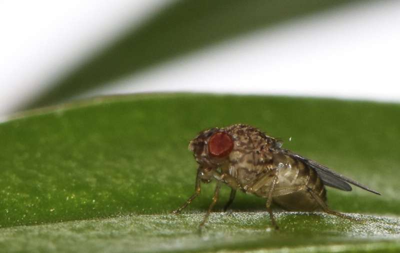 Los científicos descubren el secreto del nacimiento virginal y activan la capacidad en las moscas hembra