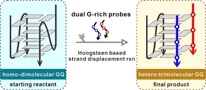 Scientists discover the reassembly of parallel trimolecular G-quadruplex via novel hoogsteen strand displacement reaction