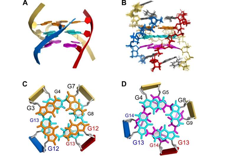 Scientists discover the reassembly of parallel trimolecular G-quadruplex via novel hoogsteen strand displacement reaction