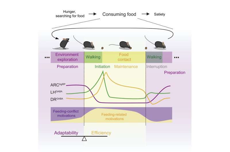 Scientists elucidate fine neural orchestration of feeding processes for the first time
