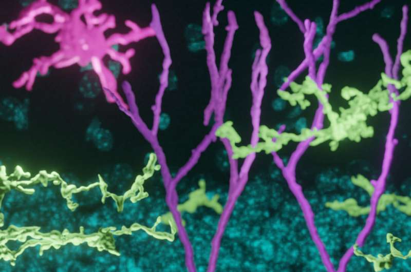 Scientists enhance new neurons to restore memory, elevate mood in Alzheimer's disease research model
