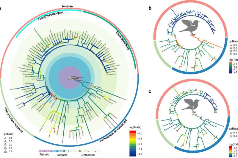 Scientists expand understanding of limb evolution in earliest birds
