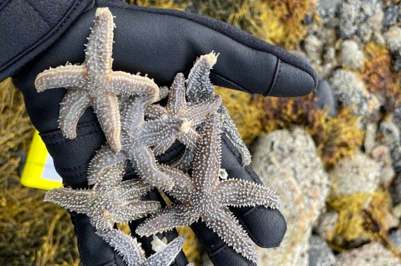 Scientists find evidence of sea star species hybridization