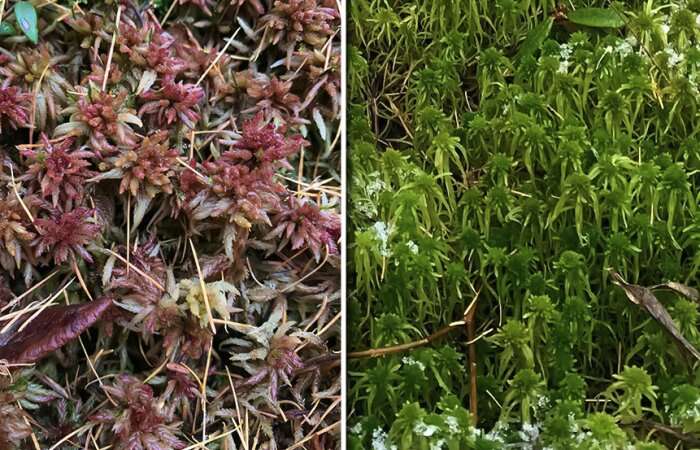 Scientists find sex differences in mosses play key role in carbon storage