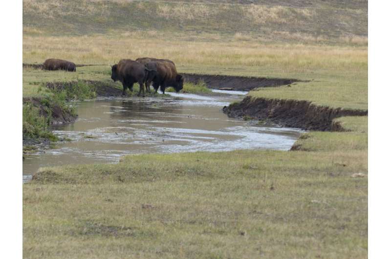 Scientists find that bison are impacting streams in Yellowstone National Park
