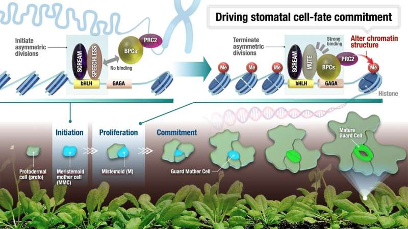 Scientists find unlikely pairs of DNA elements and regulator proteins make small plant stem cells destined to become tiny mouths
