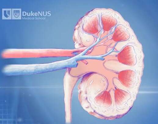 Scientists first in the world to regenerate diseased kidney
