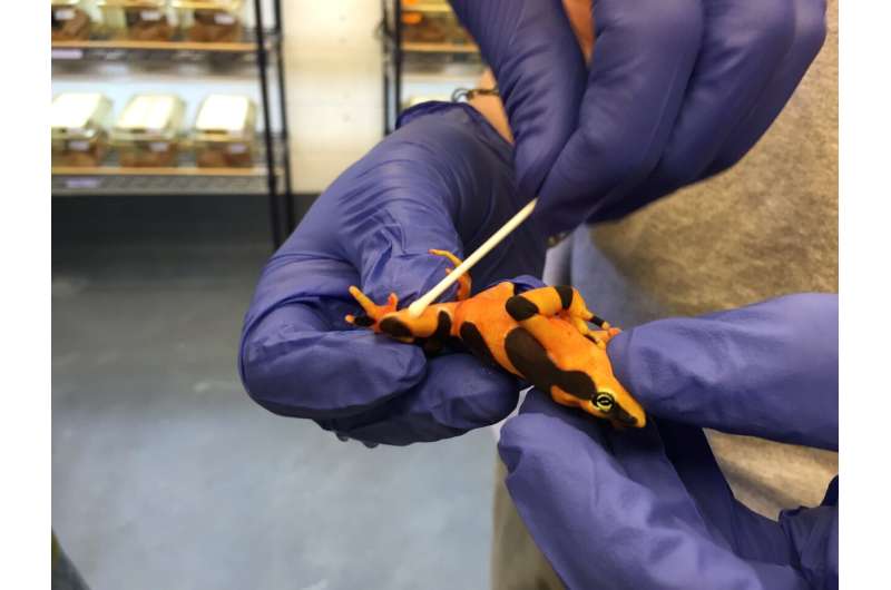 Scientists from the Global South innovate to track ongoing amphibian pandemic
