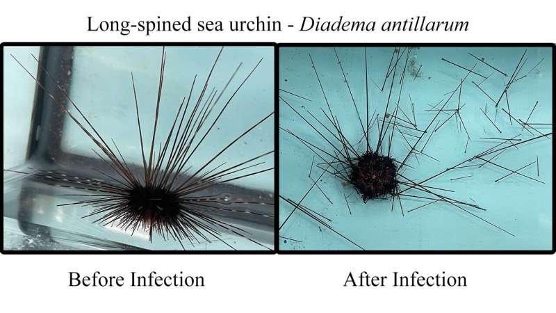Scientists identify 2022 sea urchin killer