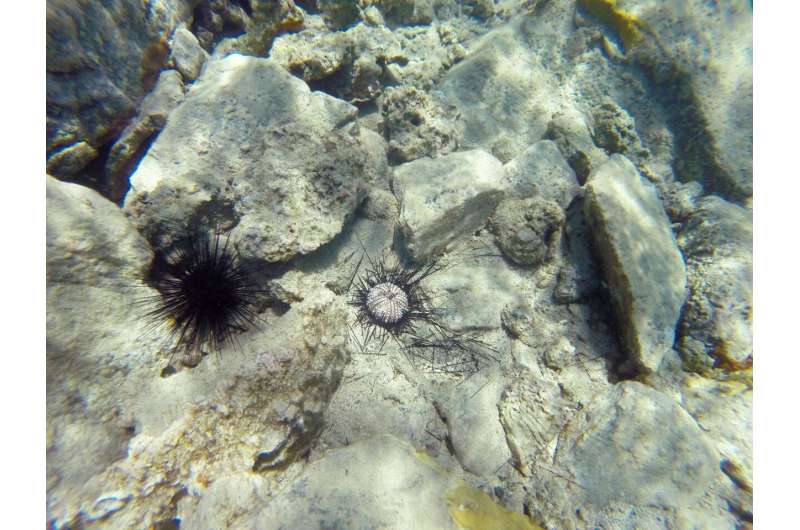 Scientists identify 2022 sea urchin killer