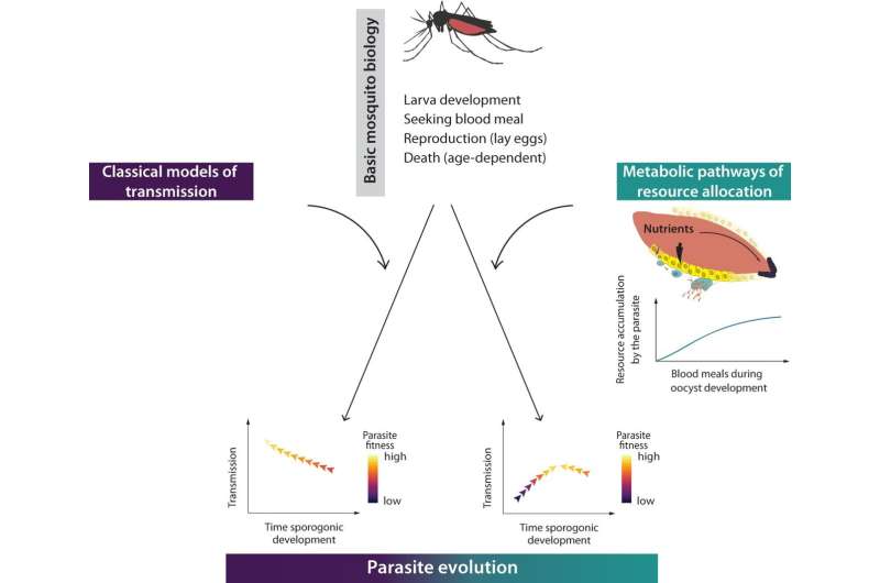 Scientists investigate development stage of malaria parasite within mosquito host