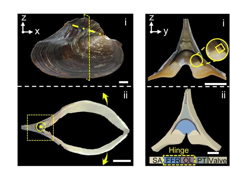 Scientists learn from hinge in bivalve about fatigue resistance of materials