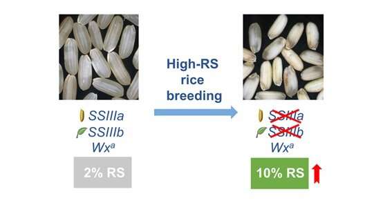 Scientists make advance in breeding high resistant starch rice