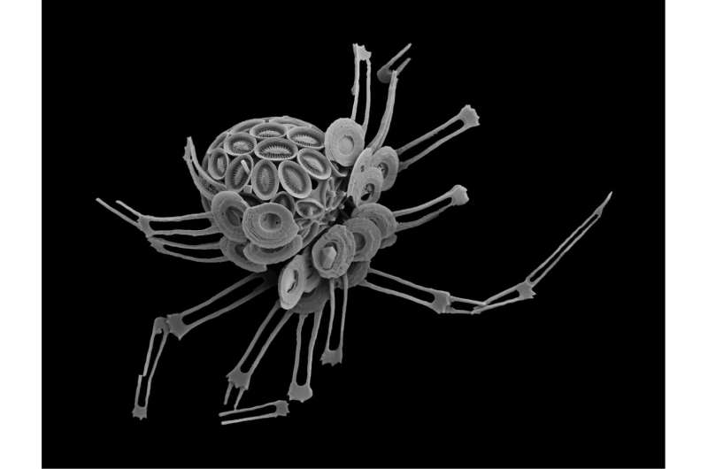 Scientists provide first field observations of coccolithophore osmotrophy
