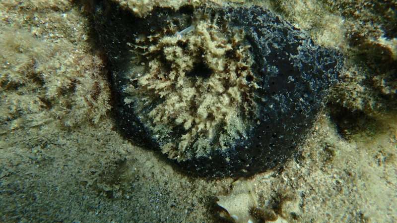 Scientists raise alarm as bacteria are linked to mass death of sea sponges weakened by warming Mediterranean