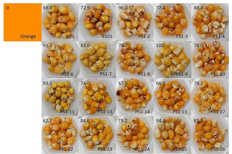 Scientists ratchet up key amino acid in corn