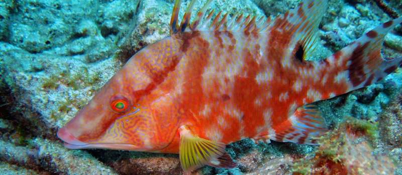 Scientists reveal how color-changing fish know when they are the perfect shade