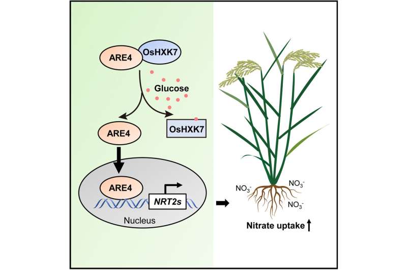 Scientists reveal molecular interaction of carbon/nitrogen metabolism in rice