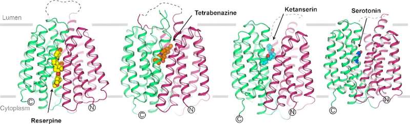 Scientists reveal VMAT2 transport and inhibition mechanisms by cryo-EM