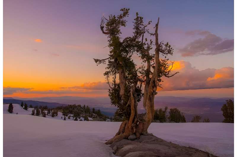Scientists sequence genome for threatened whitebark pine