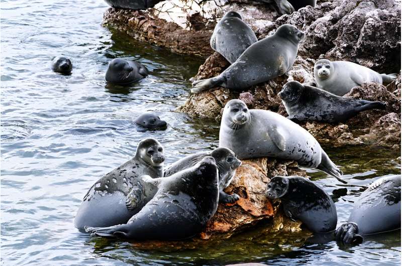 Scientists sequence the genome of the Baikal seal