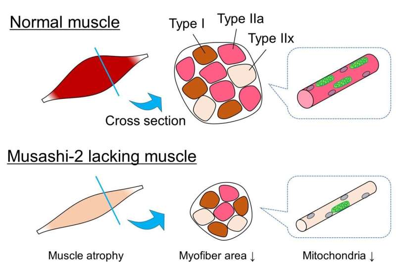 Scientists set sights on protein that controls skeletal muscle composition