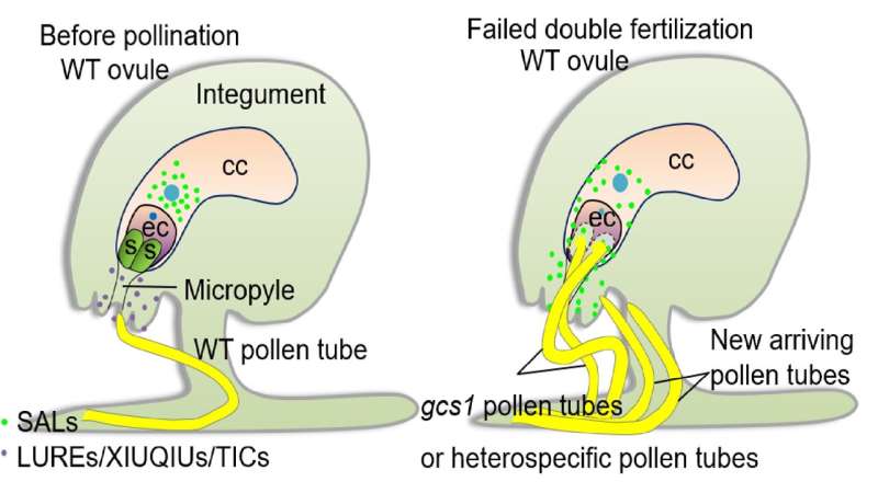 Scientists show how female gametes control fertilization recovery in flowering plants