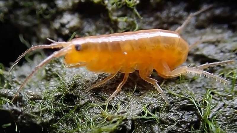 Scientists show how parasites turn marsh-dwelling brown shrimp into neon zombies