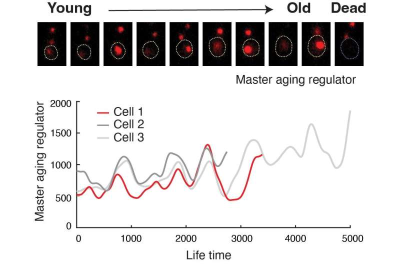Scientists slow aging by engineering longevity in cells