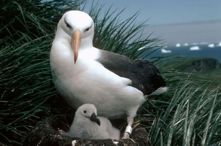 Scientists track the epic flight of fledged albatross