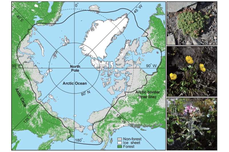 Scientists reveal the evolutionary history of the Arctic flora