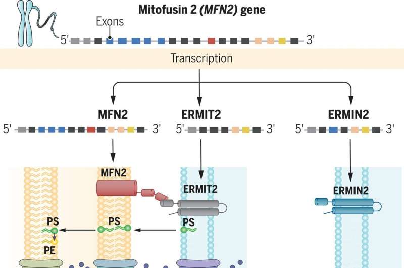 Scientists unveil the mechanism behind intracellular connection: Mitofusin 2 is the lock and key