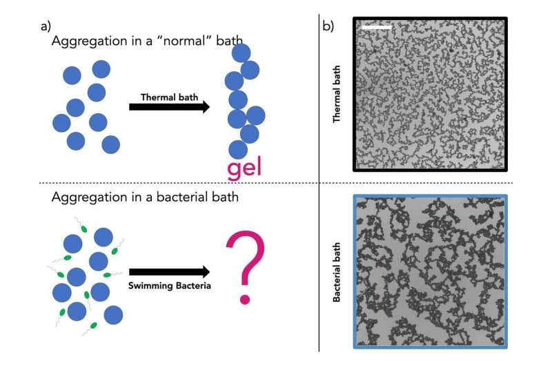 Scientists use a bath of swimming bacteria to assemble unconventional materials