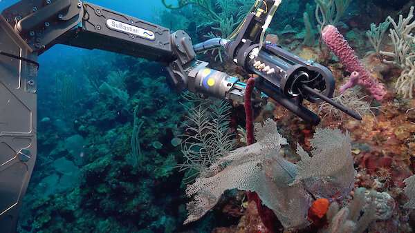 Scientists use new technology to examine health of deep-sea corals, find suspected new species