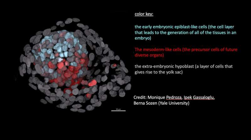 Scientists use stem cells to create models of human embryos and study our earliest days