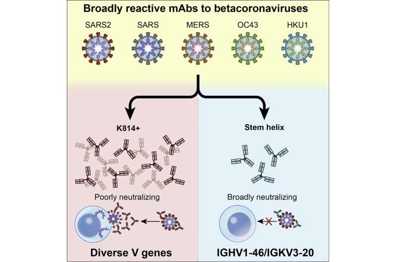 Scientists use ultrabright X-ray beams to characterize broadly neutralizing antibodies against a range of coronaviruses