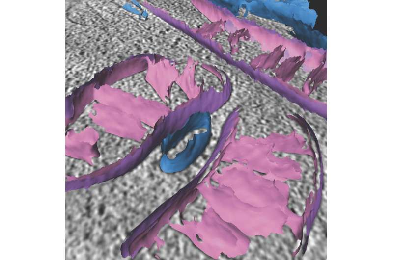Scripps Research scientists develop new technique for studying mitochondria