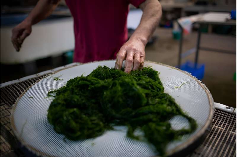 Sea change: Europeans lost the taste for seaweed more recently than previously thought, research has shown