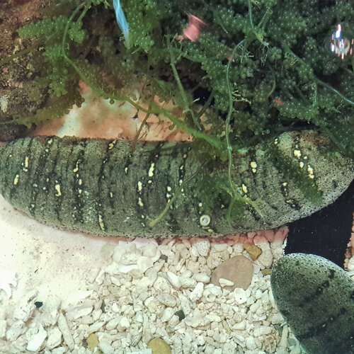 Sea cucumbers: the marine delicacy that can deter diabetes