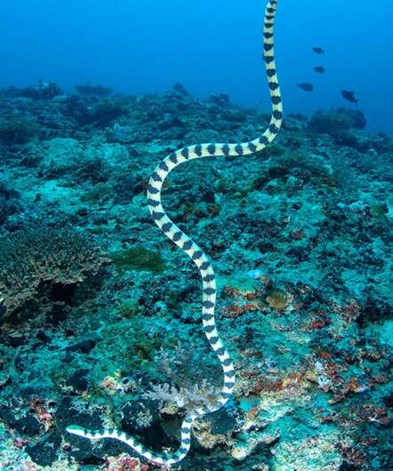 Sea snakes may have evolved to see colors again
