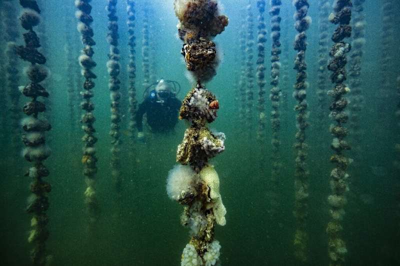 Sea squirts clinging to oyster lines