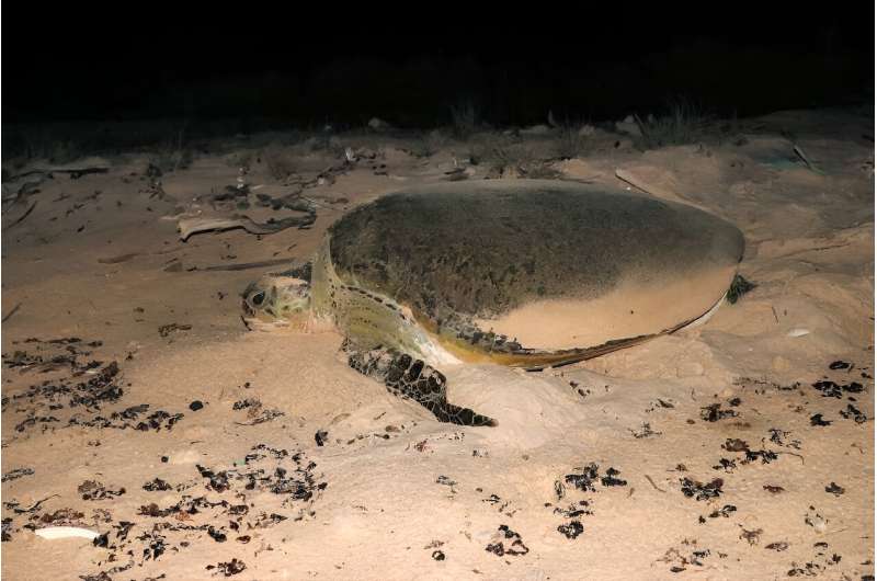 Sea turtle eggs increasingly likely to be born female due to raising temperatures are creating a gender imbalance