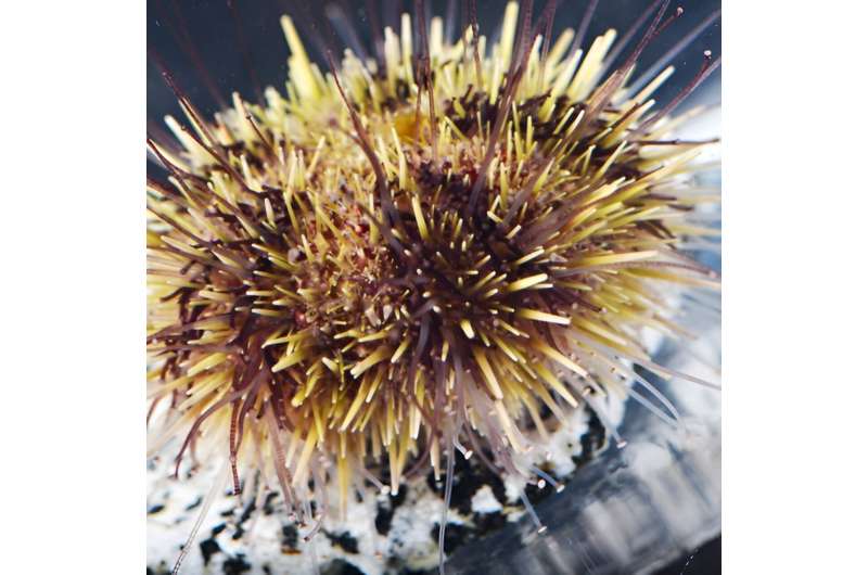 Sea urchins are struggling to 'get a grip' as climate change alters ecosystems