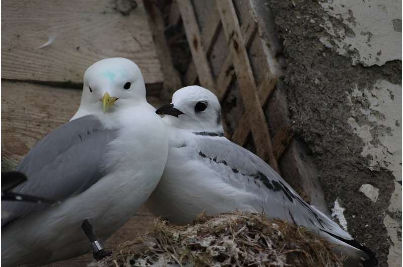 Seabird couples with similar personalities make better parents