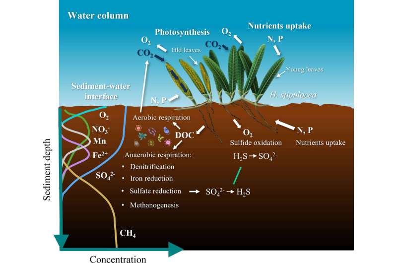 Seagrass decline poses issues for carbon storage projects