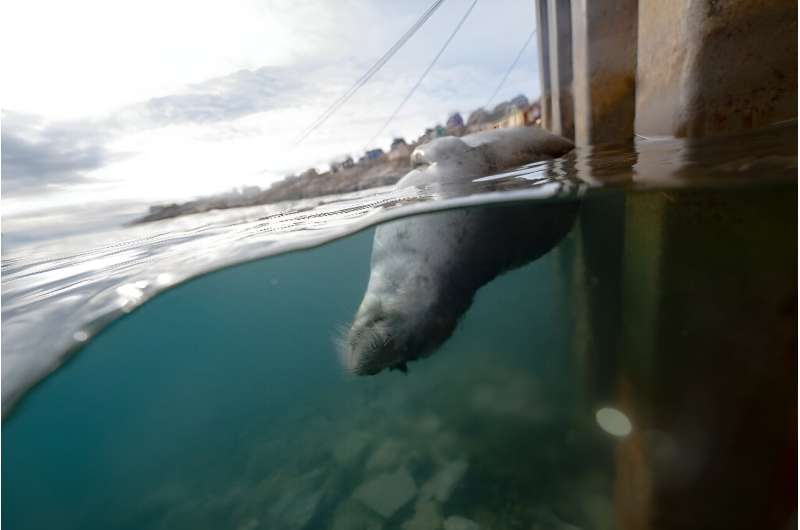 Seals are one of the main sources of food and clothing for the Inuit of Ittoqqortoormiit in Greenland
