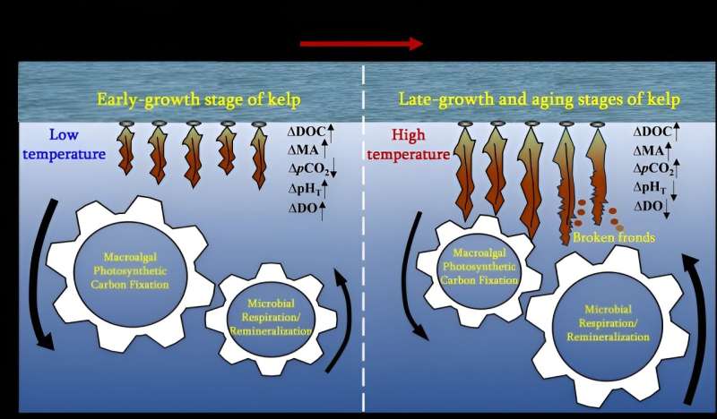 Seaweed farming environments do not always function as CO2 sinks