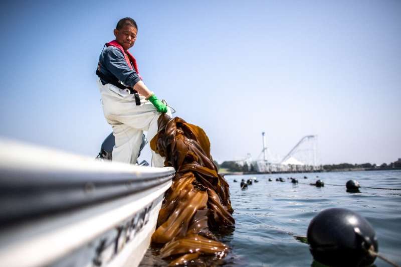 Seaweed has long been a staple food in Japan, but the slimy kelp hauled into fisherman Ryoichi Kigawa's boat is  starting to att