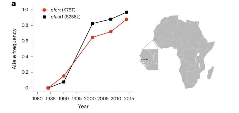 Second gene implicated in malaria parasite resistance evolution to chloroquine