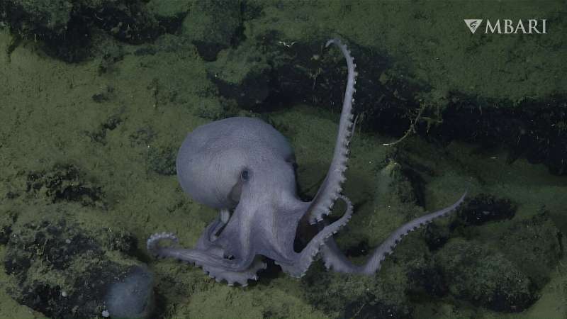 Secrets of an octopus's garden: Moms nest at thermal springs to give their young the best chance for survival